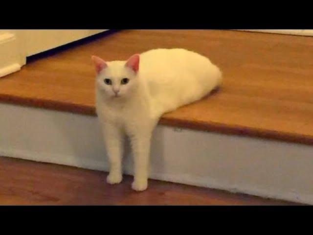 Super Weird Cats Compilation