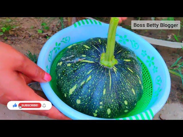 my garden tour | Boss Betty Blogger| garden diy | houseplant collection | terrace garden | my plants