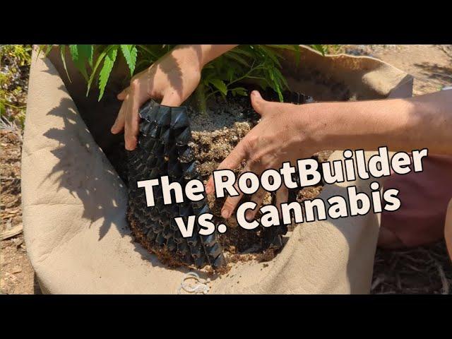 Part 1: How Does It Grow in a RootBuilder Pot?