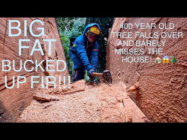 MASSIVE 400 Year Old Fir Falls Over! (Almost Hits The House!)