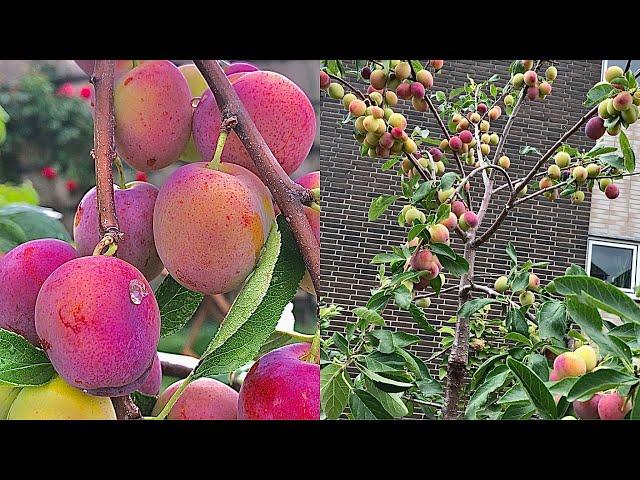 PART 2 - GROWING PLUM TREES IN CONTAINER