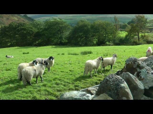 ENGLAND James Herriot country revisited (hd-video)