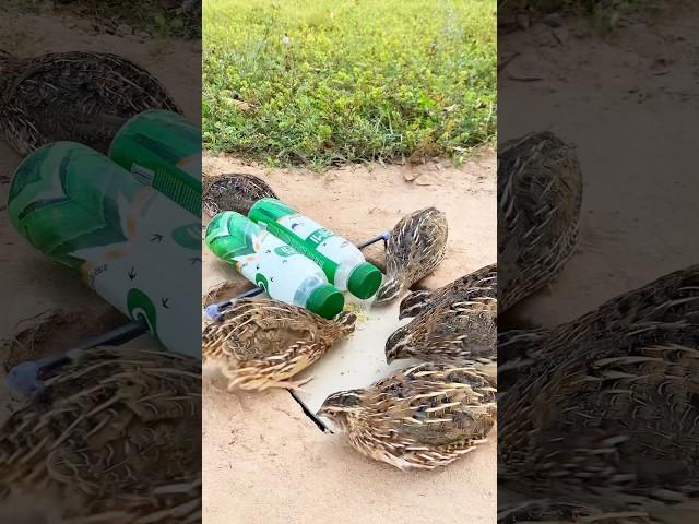 Amazing Trap Technique # New Quail Trap #shorts