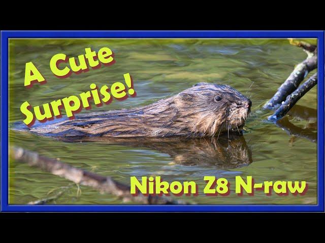 A fantastic day out with the Nikon Z8 N-raw at the marsh.  With a really cute surprise.