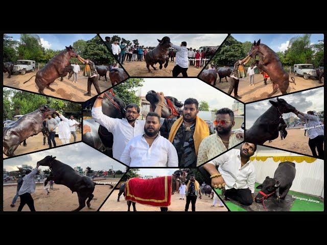 Khairatabad Sadar Festival 2022 | Madhu Yadav Garuda Bull Special Attention Of Khairtabad Sadar 2022