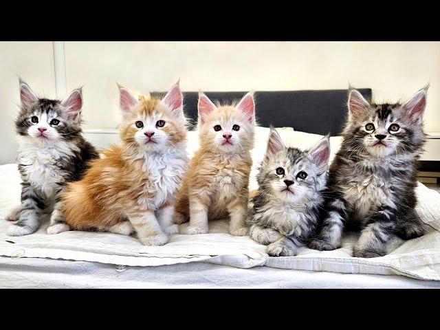 Maine Coon Kittens On the Loose!