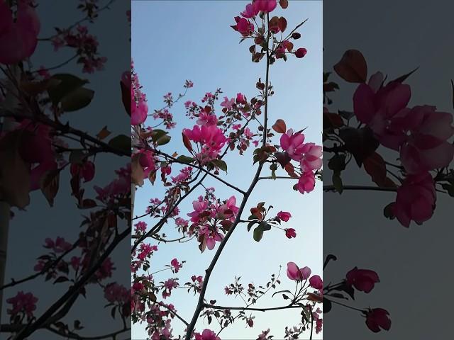 ️ Красивое розовое цветение этого дерева завораживает #цветение #яблоня #сад