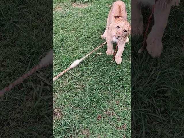 Young lioness playing like a house cat  (slow-motion) #animals #rescue #slowmotion #lion