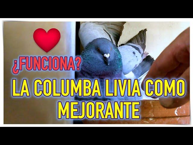 ¿FUNCIONA?️La Columba Livia como mejorante.