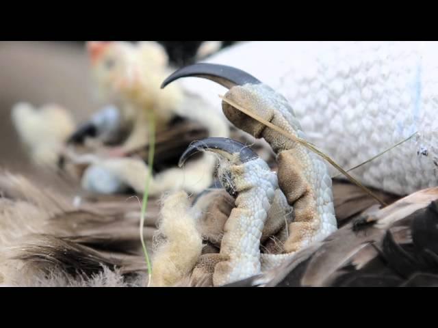 Réintroduction du Gypaète Barbu dans le massif des Cévennes