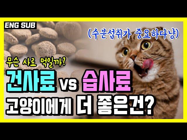 Which cat food do you prefer, Dry food Vs Wet food