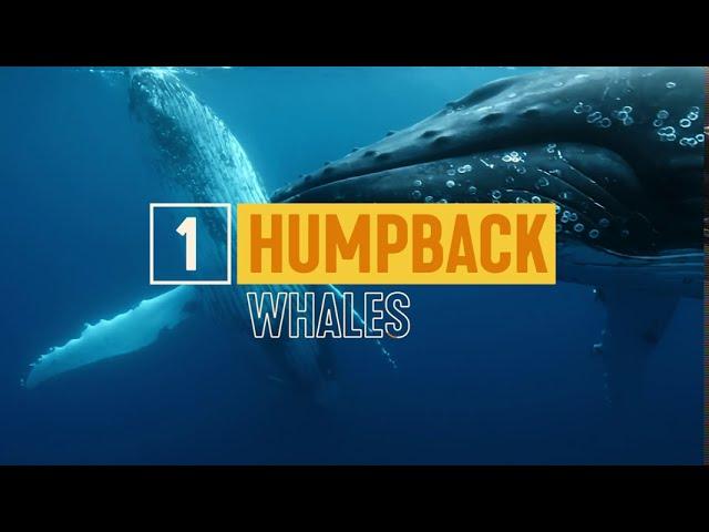 Must-Do Whale-Watching Experiences| Nature & Wildlife | Tourism Australia