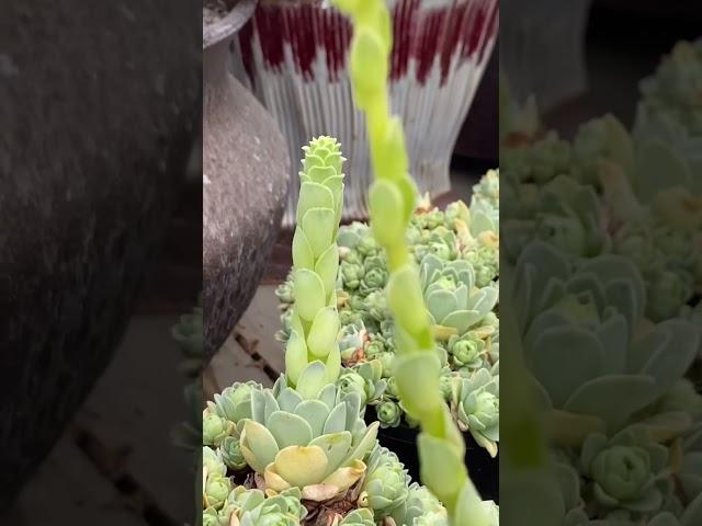 [초보다육맘]보고 또 보고싶은 그라노비아 꽃 多肉植物 たにくしょくぶつ Korean Succulent