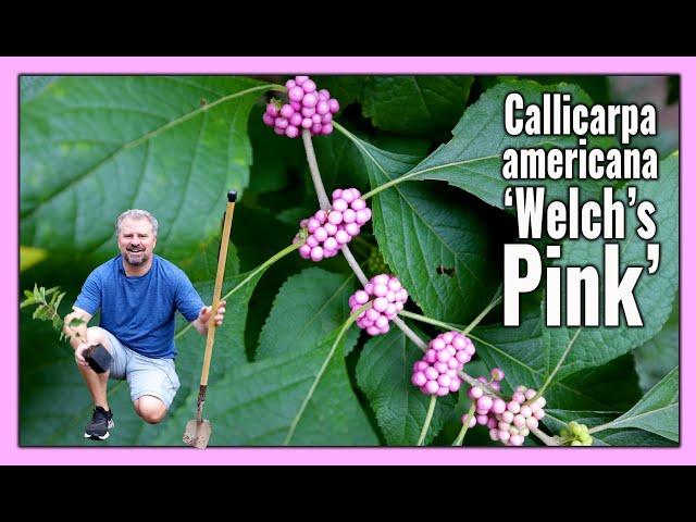 Awesome Pink Beautyberry - Callicarpa americana 'Welch's Pink'