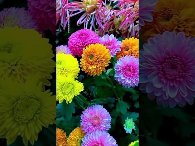 Colourful dahlia flowers | beautiful flower garden