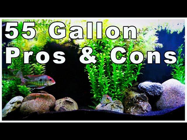 55 Gallon Aquarium Pros and Cons: Should You Buy One?