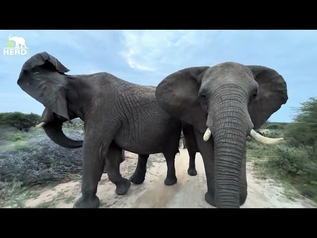 Big Bulls, Elephant Walks & One Gassy Surprise 