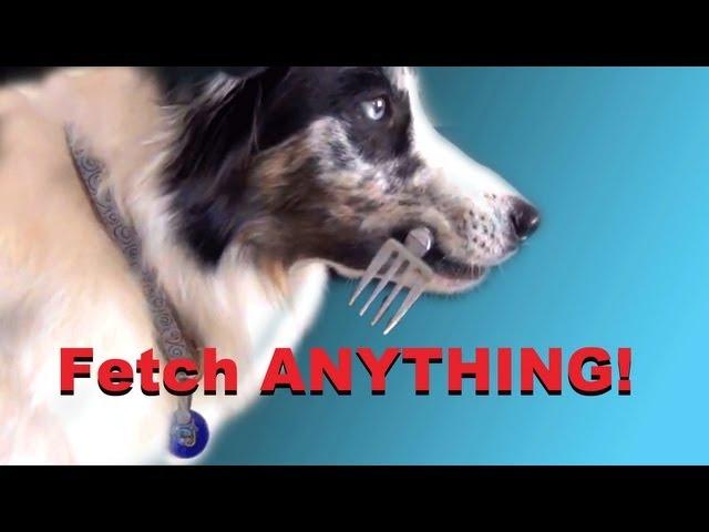 Teach your dog to FETCH