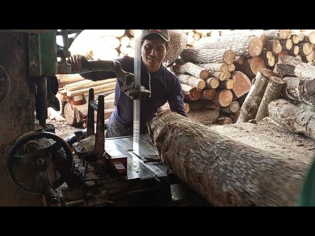 BANSAW KAYU WARU TEKIK DLL MASUK KRITERIA KERAS