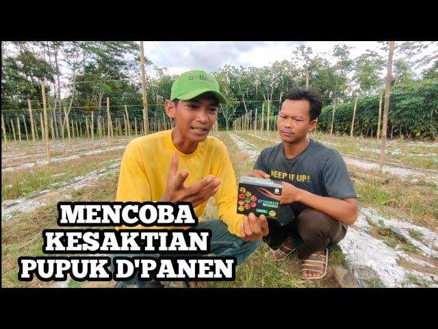 Testimoni pupuk daun d'panen