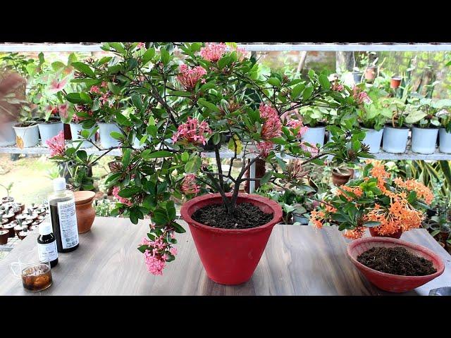 Easy Plant Care Tip for beginners | ऐसे करें पौधों की देखभाल आसानी से