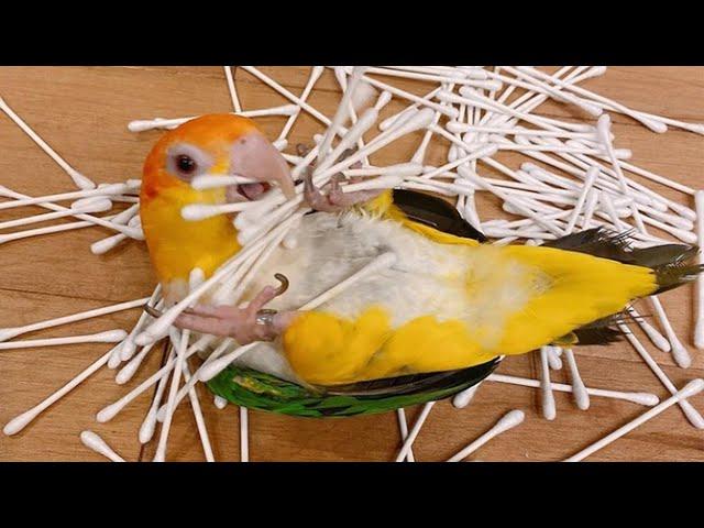 White Bellied Caique Parrot Talking & Playing | Cute Parrots | Funny Parrots