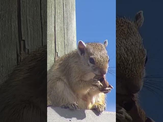 Munching On A Marula Nut | Ranger Reels