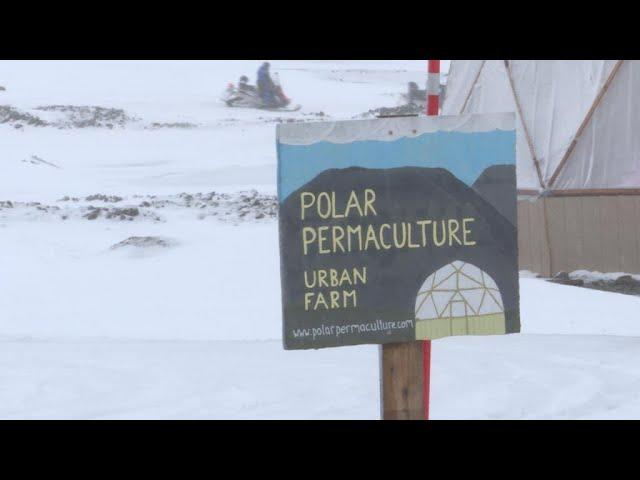 Arctic farmer defies icy conditions to grow vegetables