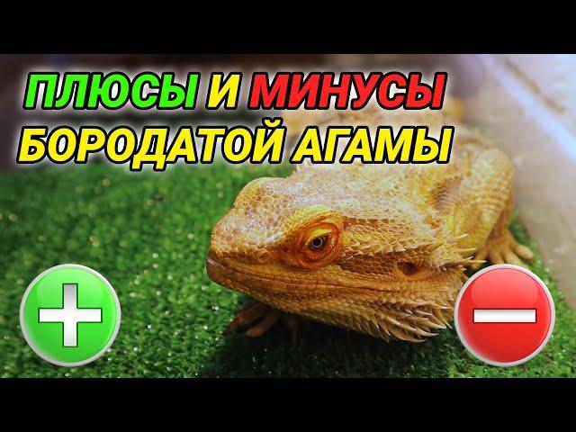 Бородатая агама – плюсы и минусы. Бородатая агама как домашнее животное