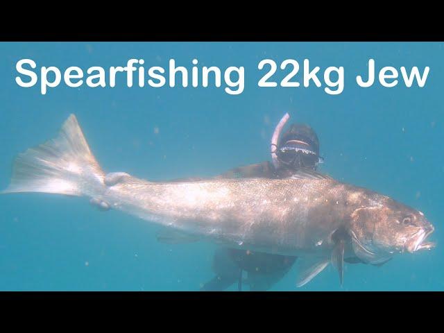 Spearfishing 22kg Jew and Spanish Mackerel