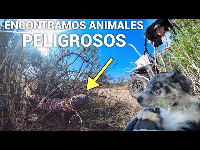 Nos Encontramos Con Algunos De Los Animales Peligrosos Del Desierto