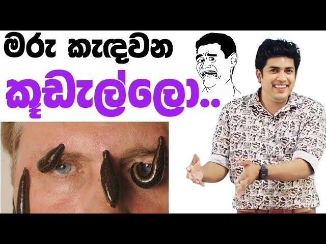 කූඩැල්ලො| Dinesh muthugala sir | dinesh muthugala | biology class | science education