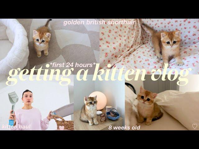 getting a KITTEN vlog *first 24 hours at home* british shorthair - kitten haul + what to buy