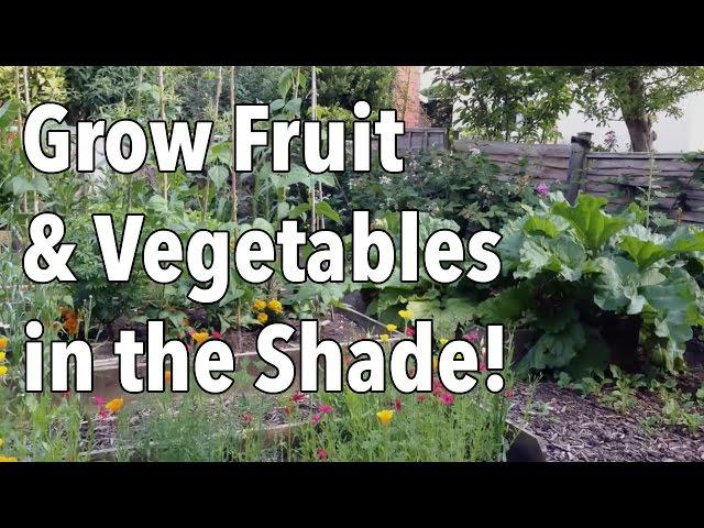 Grow Fruit and Vegetables...in the Shade!