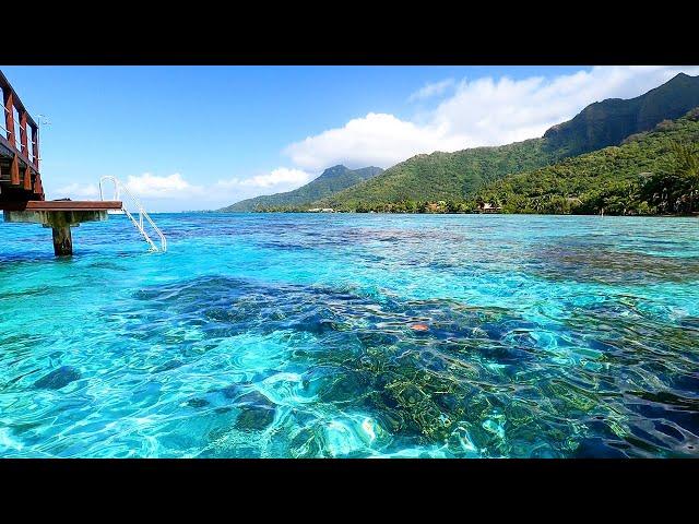 Tropical Background Video From The Mountains of Moorea
