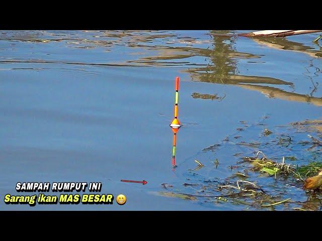 Beruntung..!Mancing di Sungai dapat ikan nila liar besar sampai kuwalahan