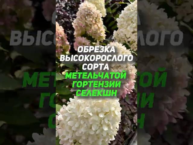 Обрезка гортензий 2025