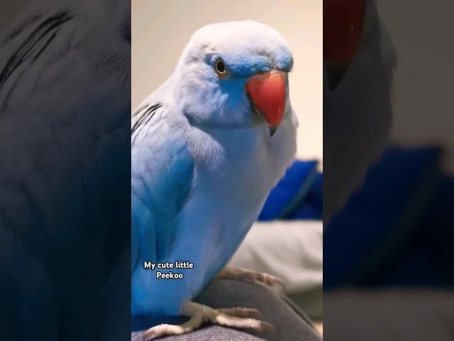 My cute little Peekoo #parrotspeak #parrot #peekaboo #birds #petbird #ringneckparrot