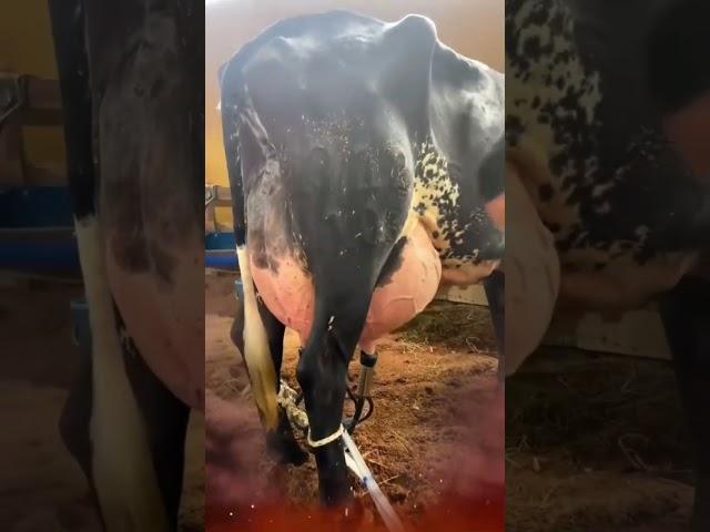  ¡Conoce Las Increíbles Vacas Lecheras GIROLANDO!