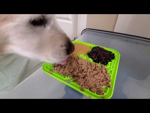 ASMR 2 Hours Dog Licking Peanut Butter, Wet Food & Blueberries Off Silicone Lick Mat