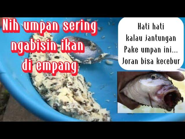 Pake umpan ini selalu dapat hasil sangat memuaskan...coba Pindah lapak masih dimakan...?!