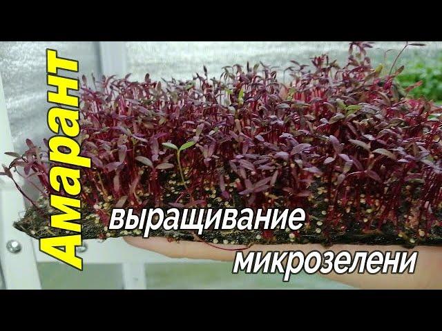 ‍КАК ВЫРАСТИТЬ МИКРОЗЕЛЕНЬ АМАРАНТА. СКОЛЬКО ВЕСИТ МИКРОЗЕЛЕНЬ АМАРАНТА. С ЧЕМ ЕСТЬ?