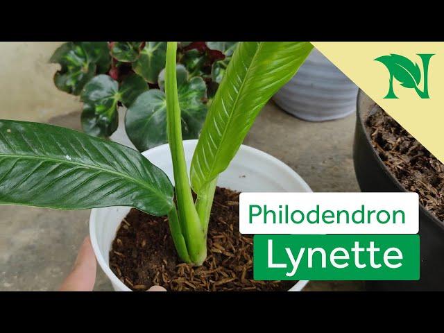 Cara Mudah Memperbanyak Tanaman Philodendron Lynette | Budidaya Philodendron Lynette