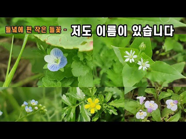 들녘에 핀 작은 들꽃 - 저희도 이름이 있습니다