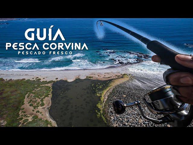 GUÍA para PESCAR corvina - leer PLAYA y tener PESCADO fresco