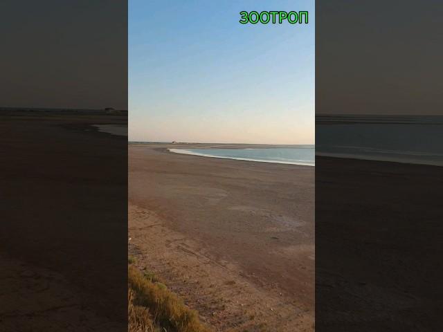Лебедевка. Лиман Алибей. Черное море. Курорт. Пляжи Украины. Одесса сегодня. Бессарабия. #зоотроп