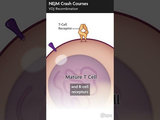 NEJM Crash Courses: VDJ Recombination