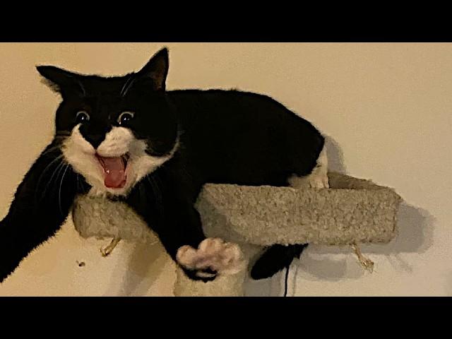 Funny Cats Videos 2024  Funny Cat Videos − Funny Cats