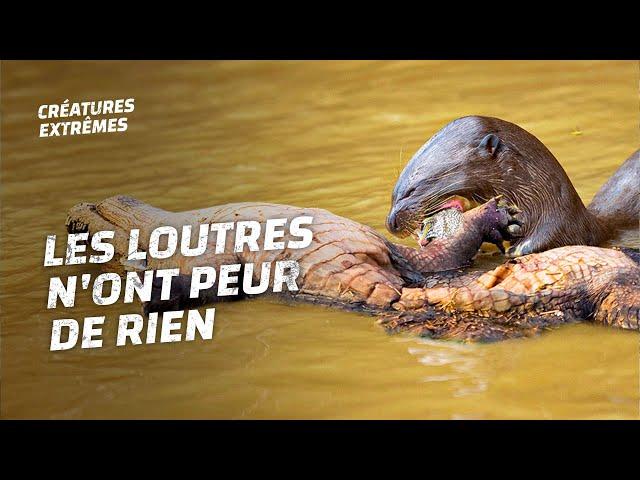Quand les loutres font la loi