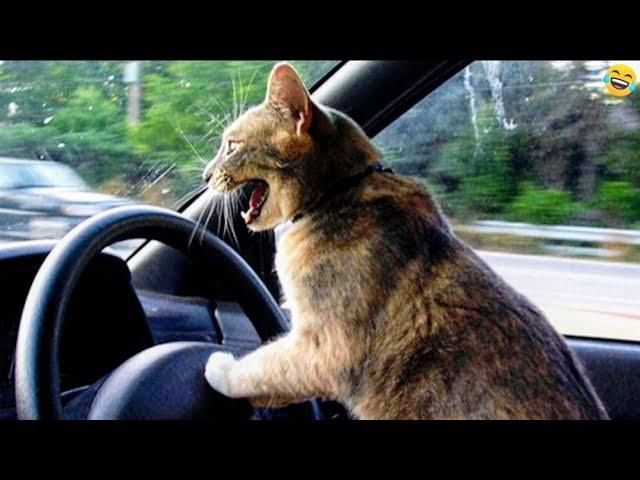 Funny ANIMALS videos Funniest CATS and DOGS 2024